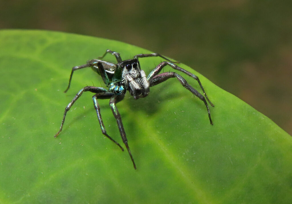 Iridescent Jumping Spiders (Genus Cosmophasis)