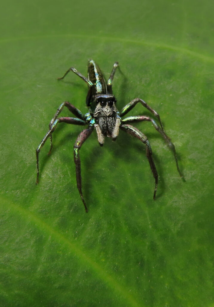 Iridescent Jumping Spiders (Genus Cosmophasis)