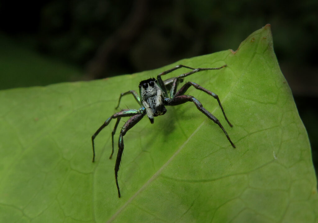Iridescent Jumping Spiders (Genus Cosmophasis)