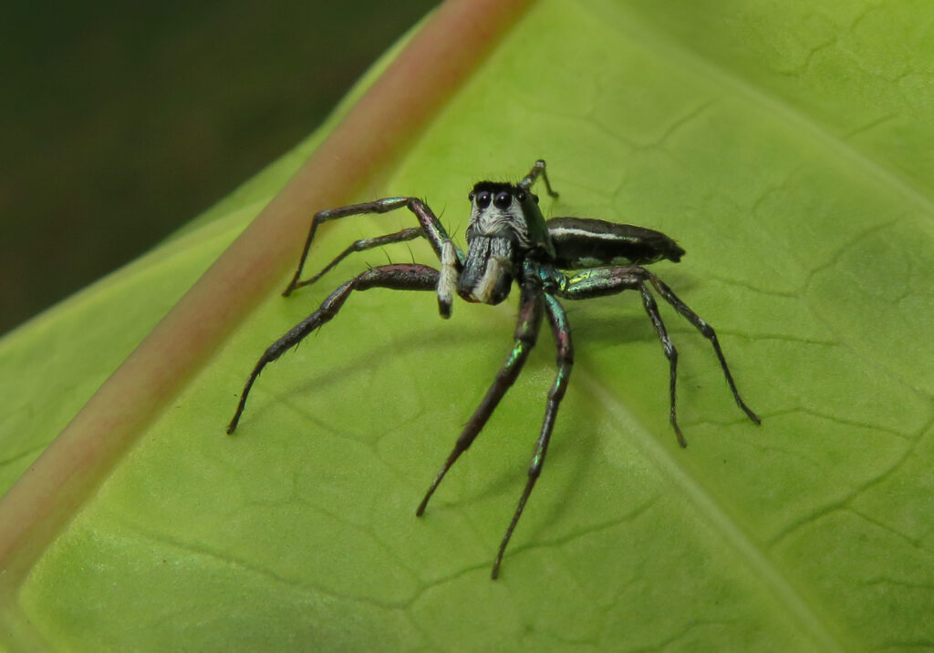 Iridescent Jumping Spiders (Genus Cosmophasis)