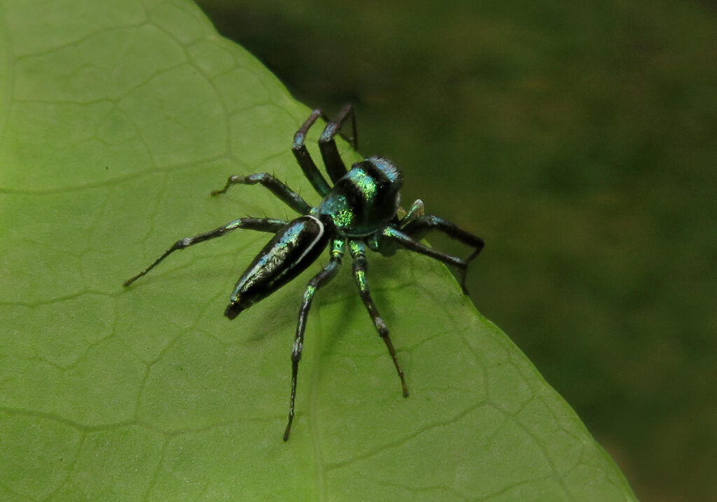 Iridescent Jumping Spiders (Genus Cosmophasis)