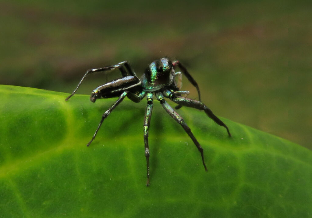 Iridescent Jumping Spiders (Genus Cosmophasis)