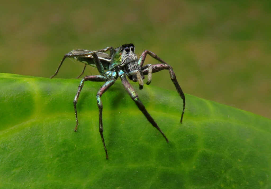 Iridescent Jumping Spiders (Genus Cosmophasis)