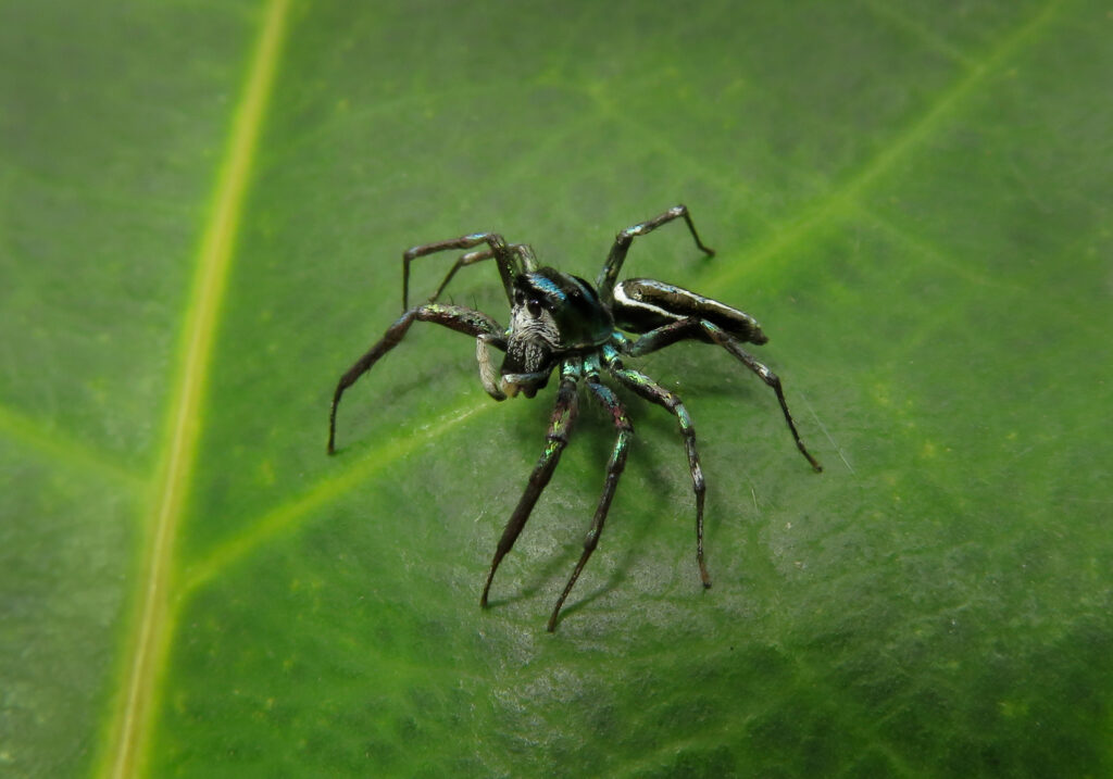 Iridescent Jumping Spiders (Genus Cosmophasis)