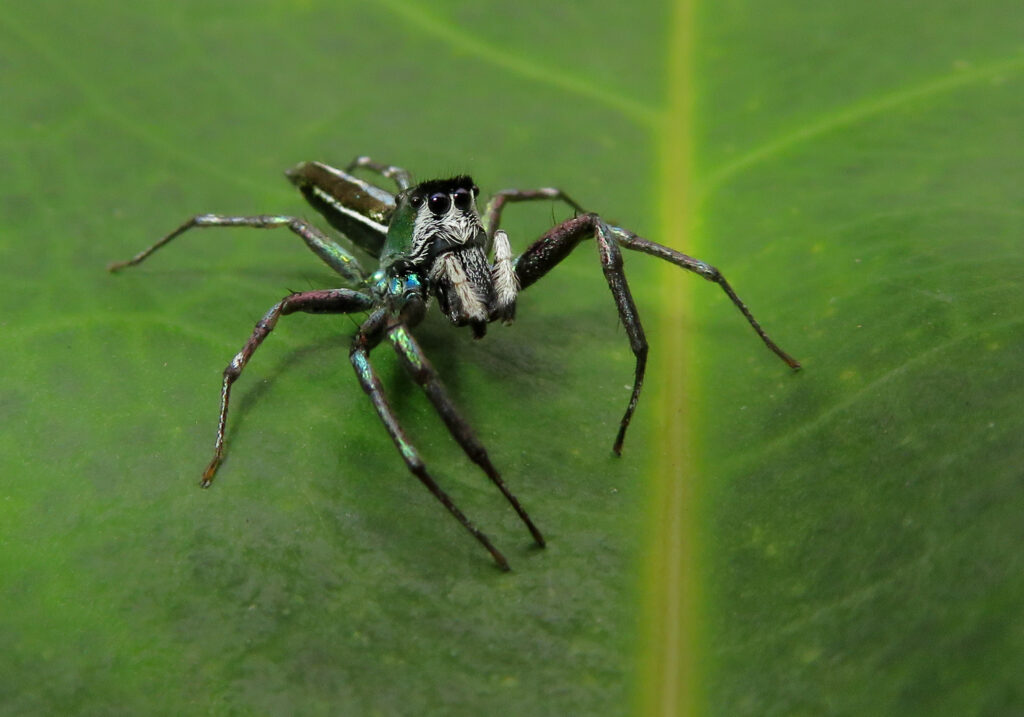 Iridescent Jumping Spiders (Genus Cosmophasis)