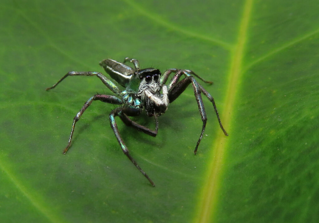 Iridescent Jumping Spiders (Genus Cosmophasis)