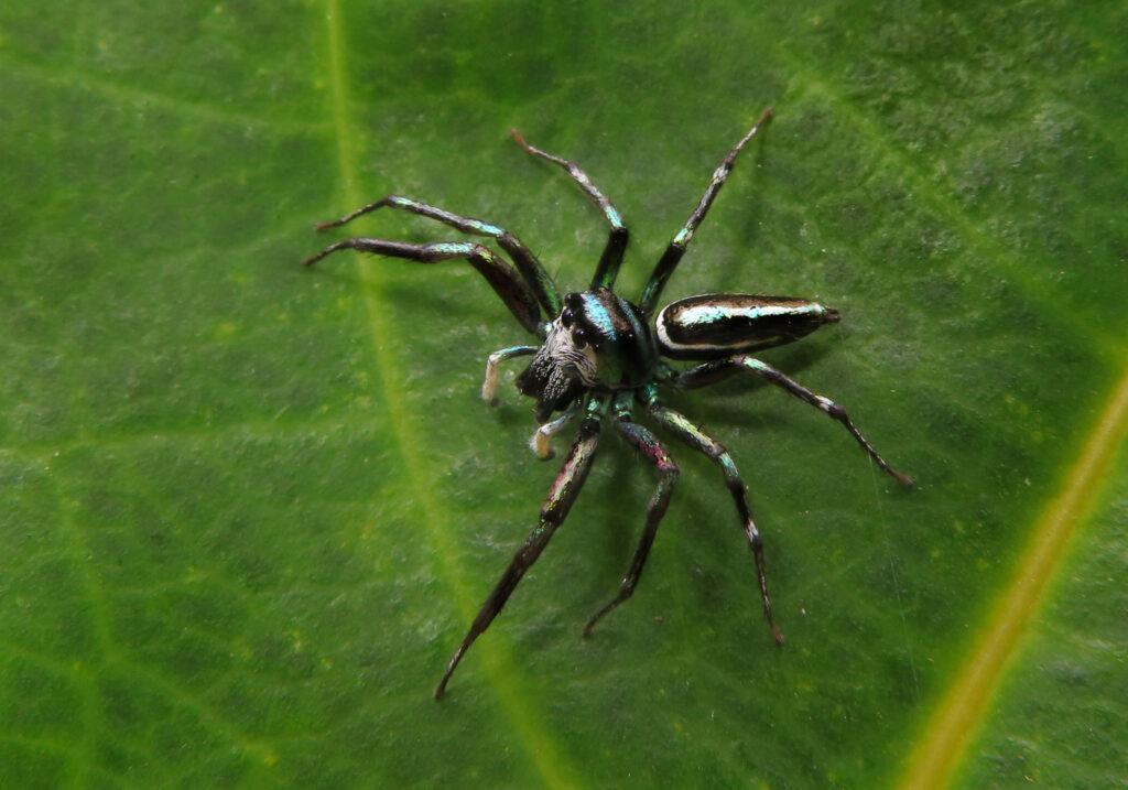 Iridescent Jumping Spiders (Genus Cosmophasis)