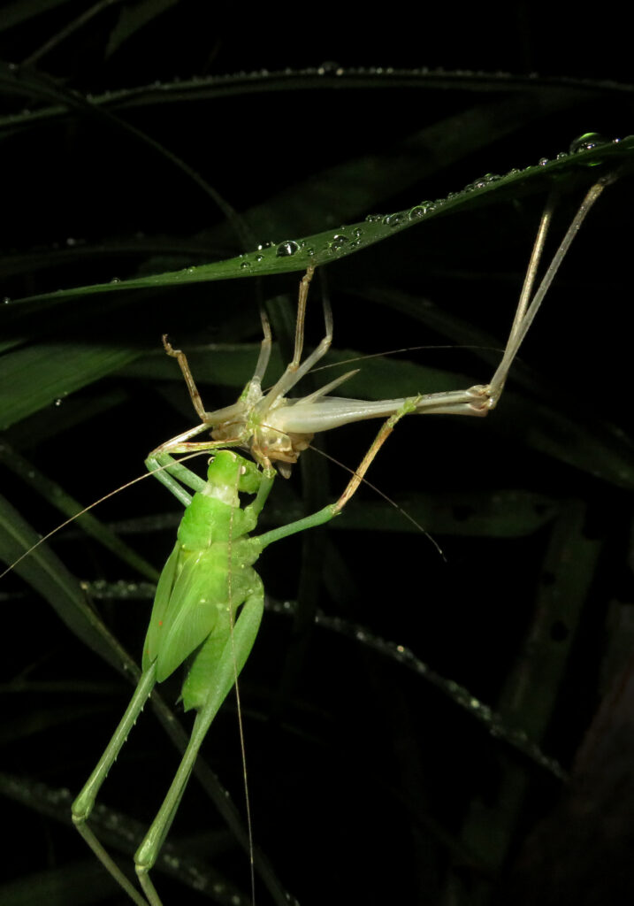 Katydids (Family Tettigoniidae)