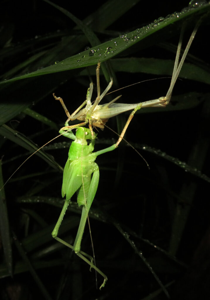 Katydids (Family Tettigoniidae)