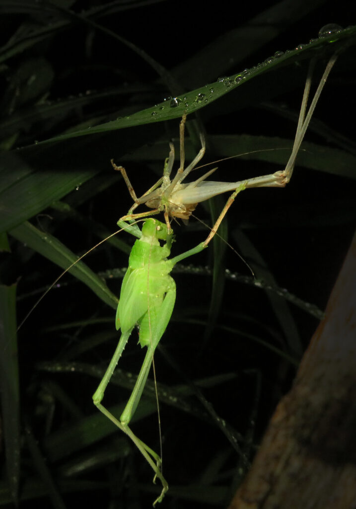 Katydids (Family Tettigoniidae)