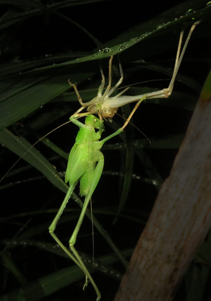 Katydids (Family Tettigoniidae)