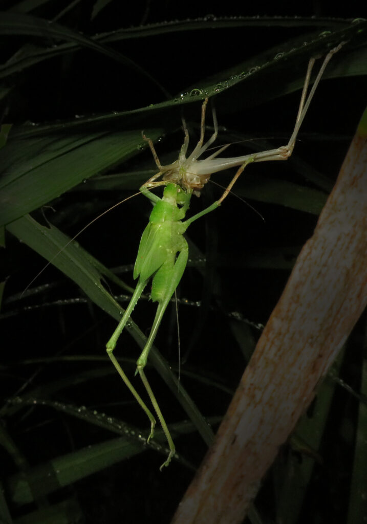 Katydids (Family Tettigoniidae)