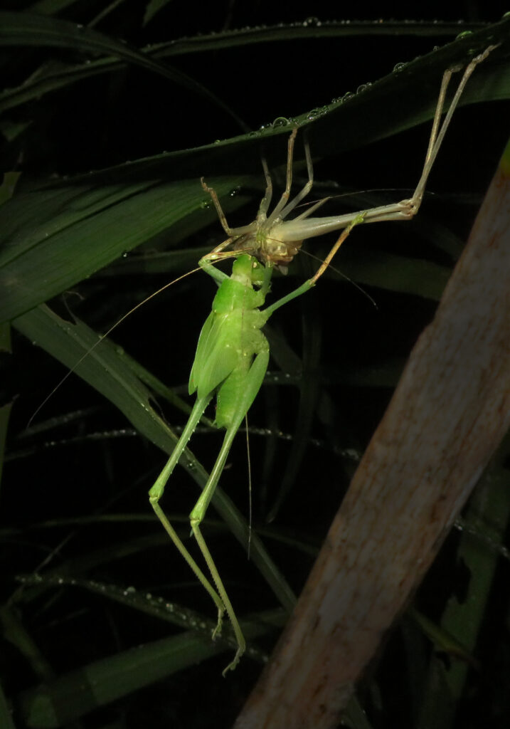 Katydids (Family Tettigoniidae)