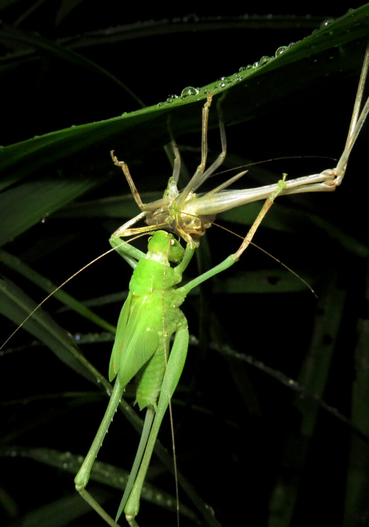 Katydids (Family Tettigoniidae)