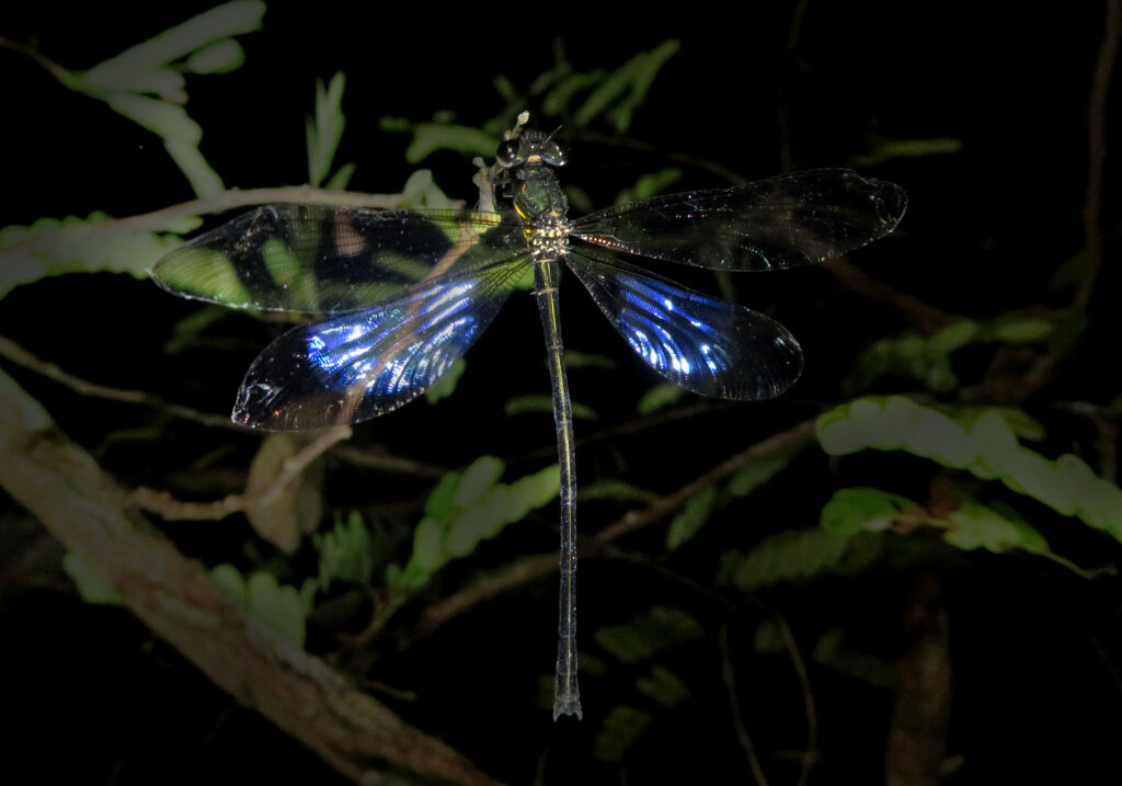 Broad-winged Damselflies