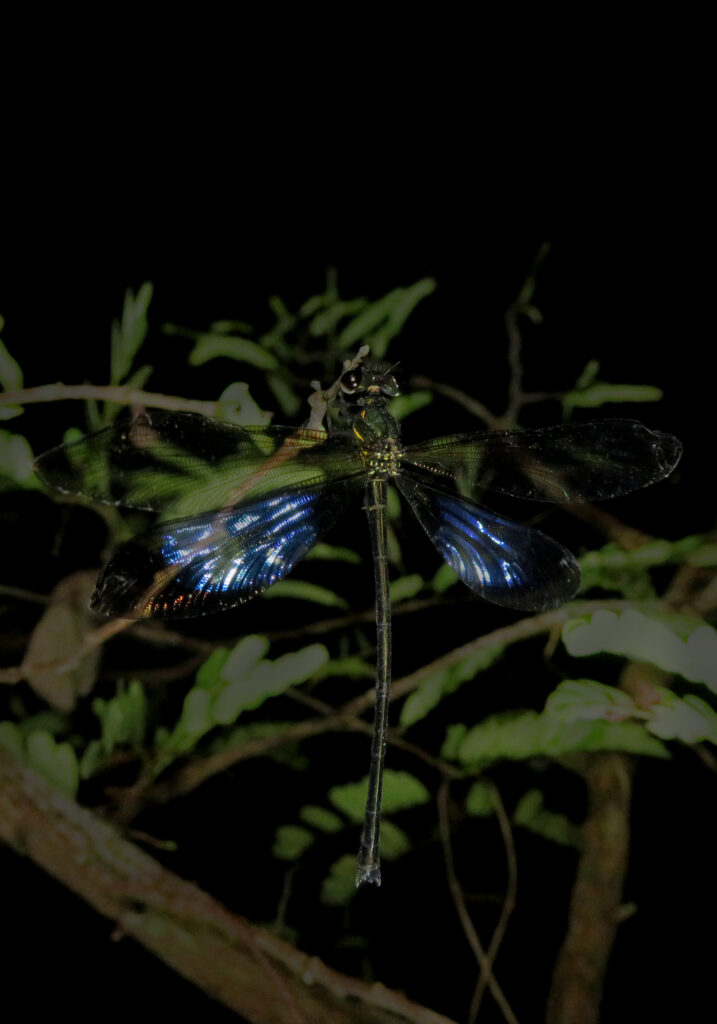 Broad-winged Damselflies
