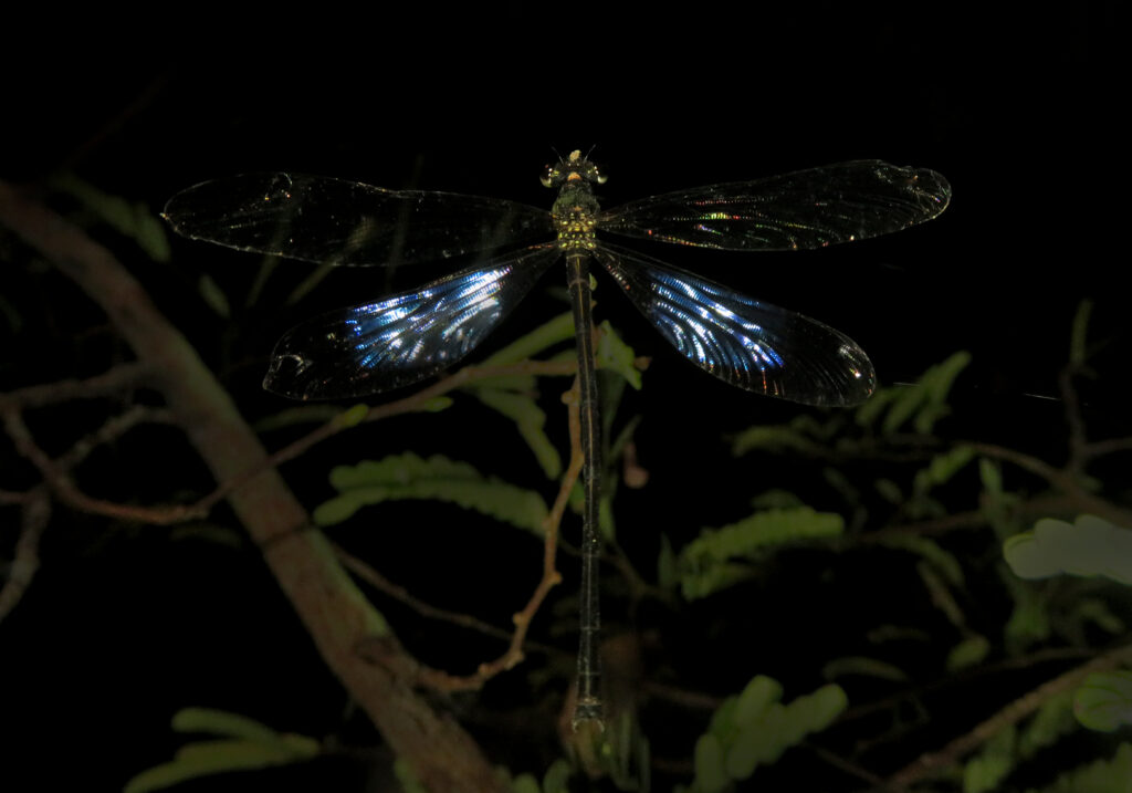 Broad-winged Damselflies