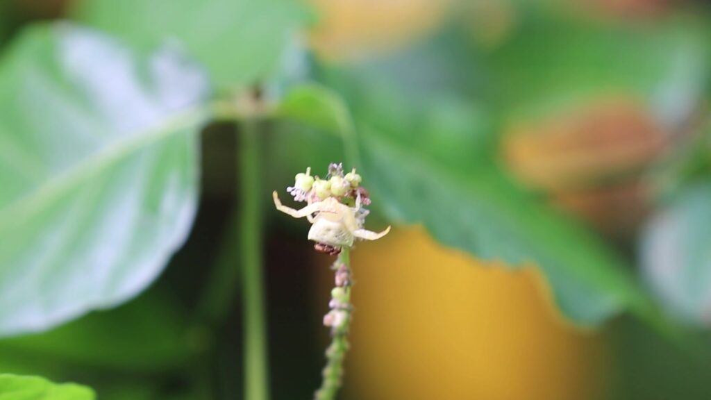 Crab Spiders
