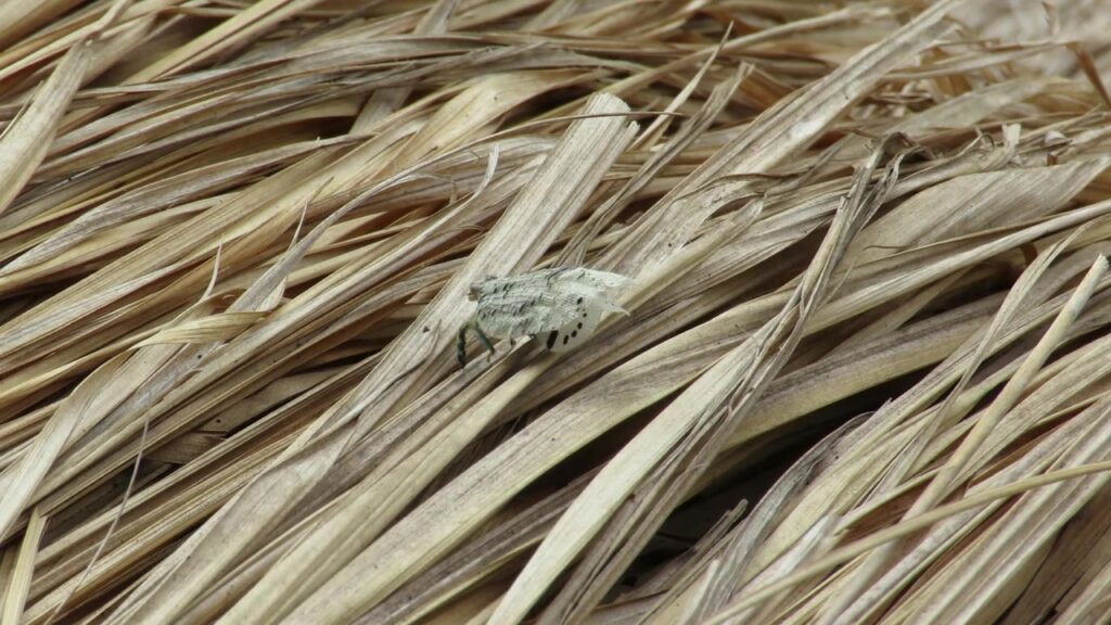 Planthoppers
