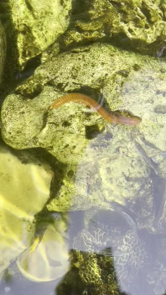 Rusty Millipede