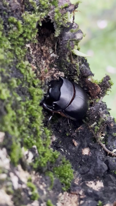 Genus Catharsius