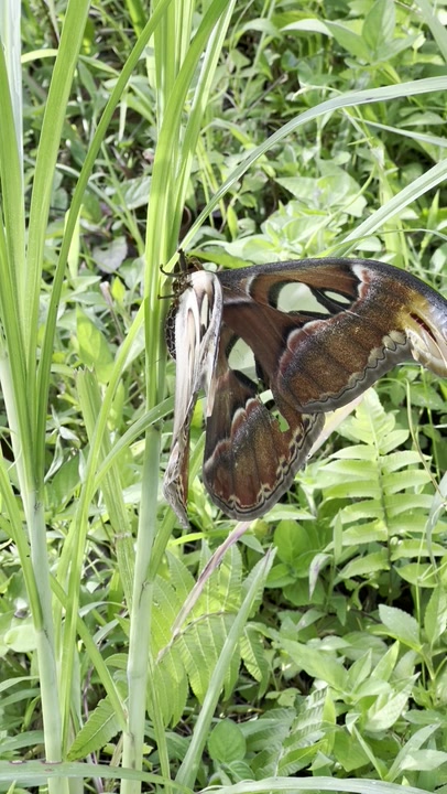 Genus Attacus
