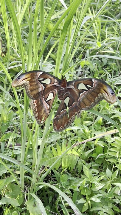 Genus Attacus