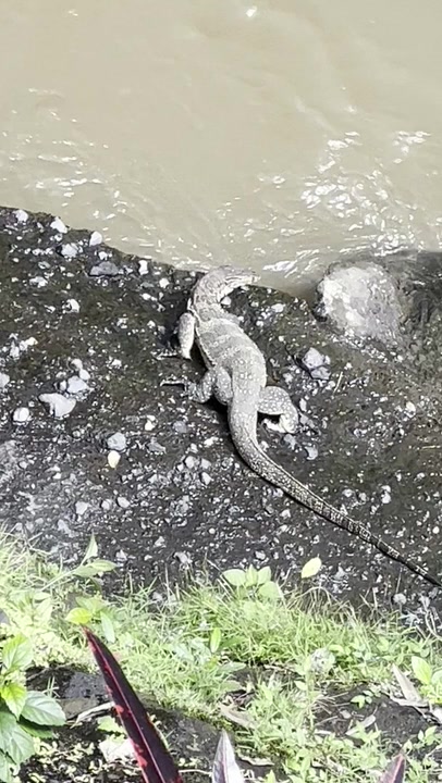 Common Water Monitor