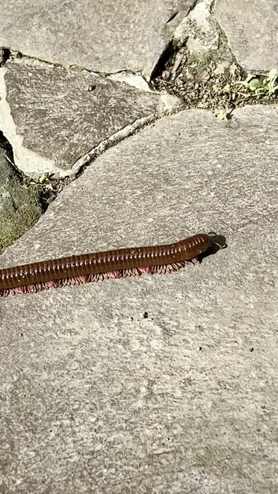 Rusty Millipede