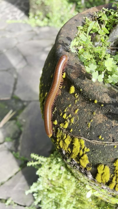 Rusty Millipede