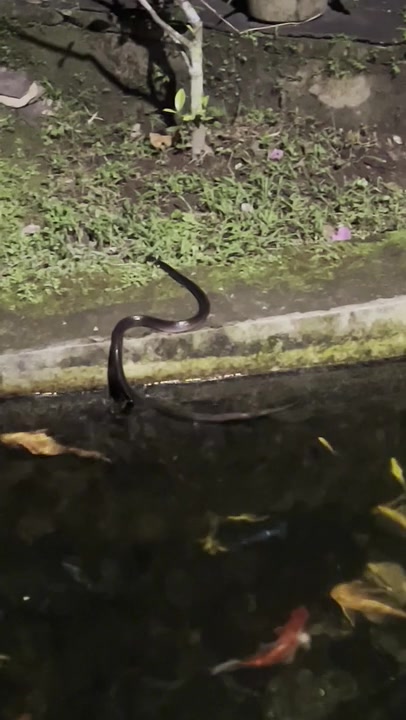 Malayan Krait