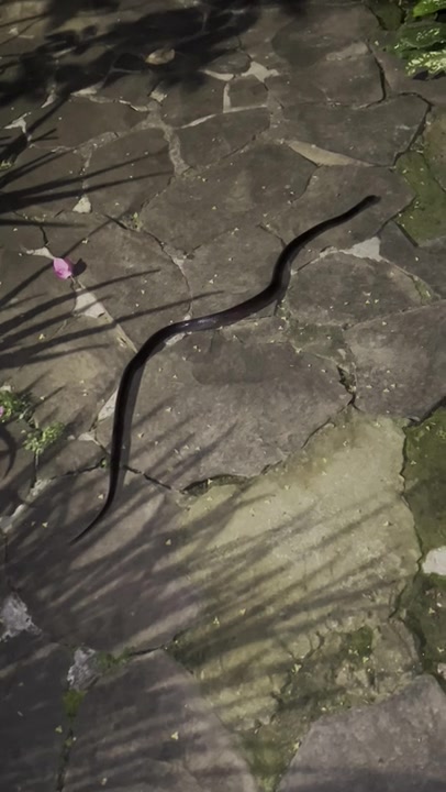 Malayan Krait