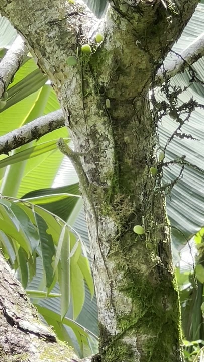 Gliding Lizards