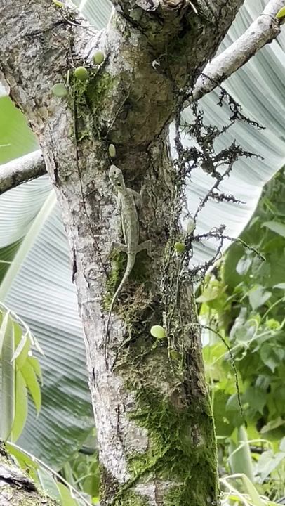 Gliding Lizards