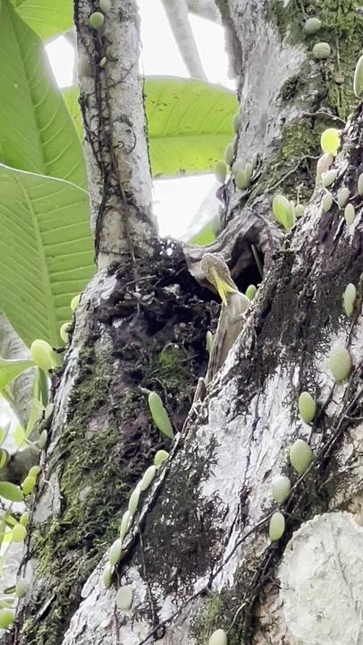 Gliding Lizards