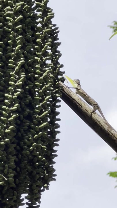 Gliding Lizards
