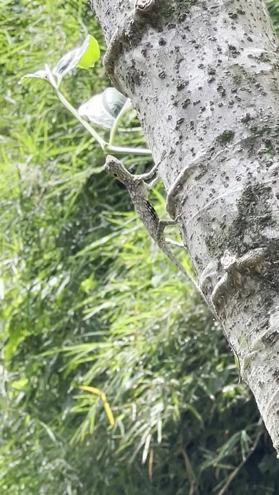 Gliding Lizards