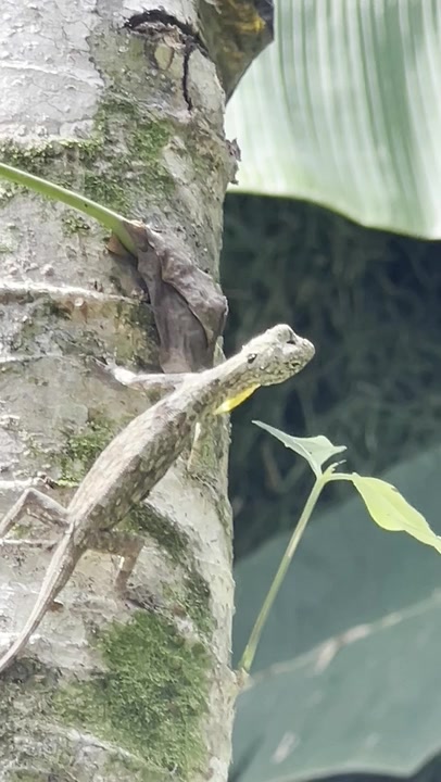 Gliding Lizards