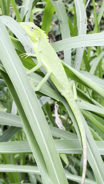 Southeast Asian Green Forest Lizards