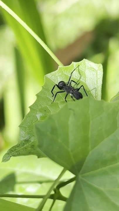 Genus Toxeus