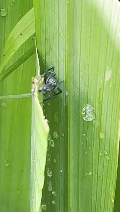 Genus Toxeus
