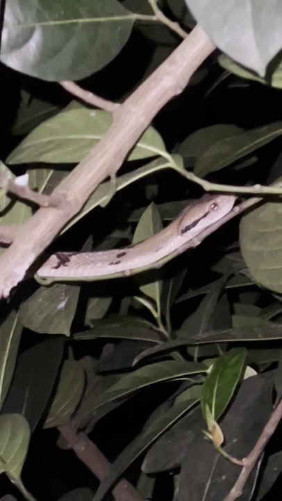 Dog-toothed Cat Snake