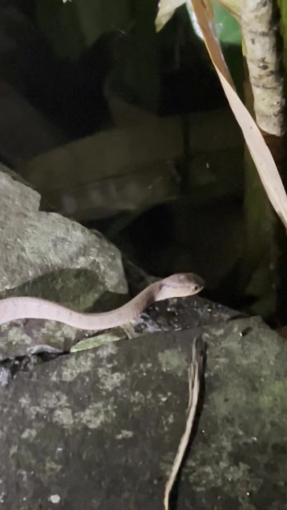 Keeled Slug Snake