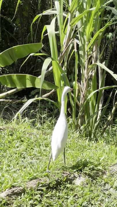 Little Egret