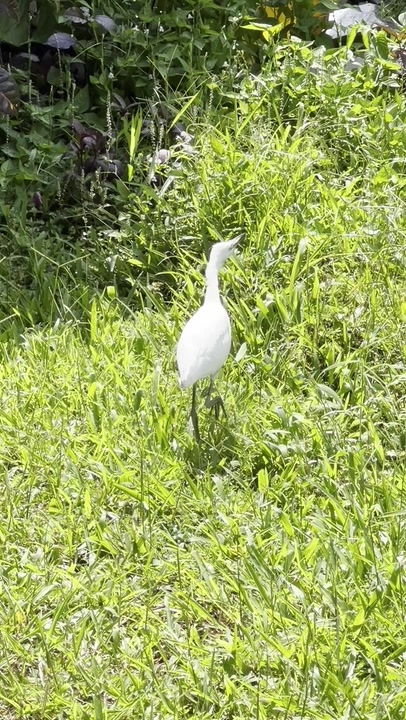Little Egret