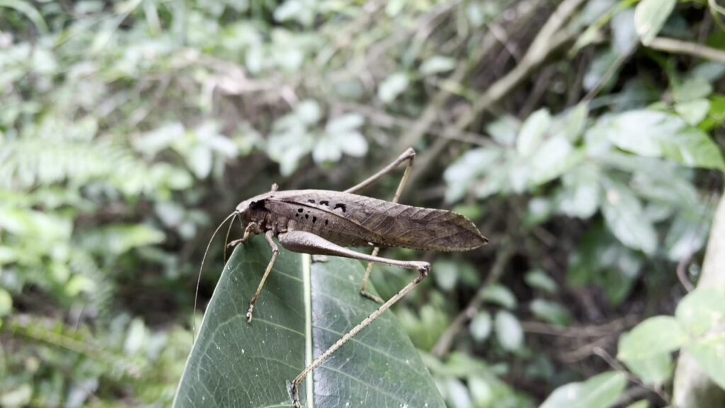 Katydids