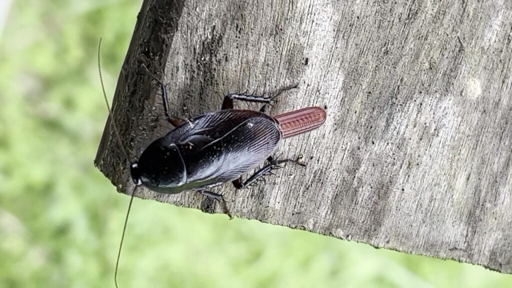 Genus Melanozosteria