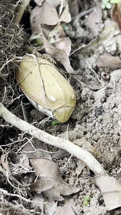Scarabs