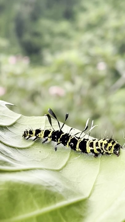 Tinolius hypsana