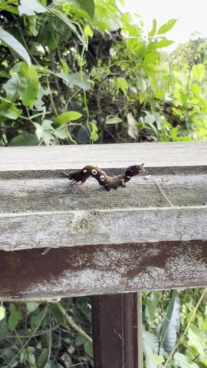 Fruit-piercing Moths